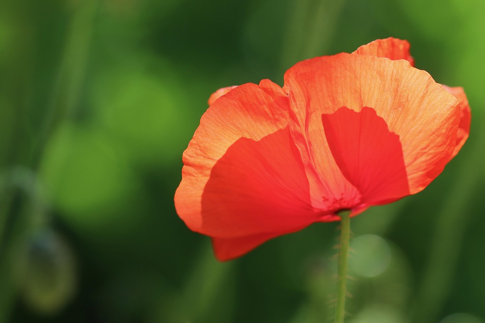 ポピーの花 ポピー ヒナゲシ Pixabayの無料写真