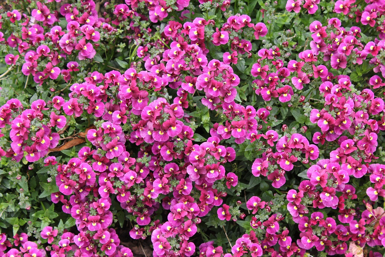 Nemesia Plants Blossom Free photo on Pixabay Pixabay
