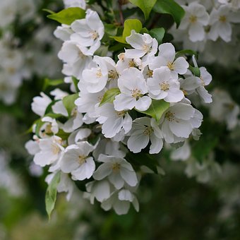 Flores, Árboles, Fondo De La Flor