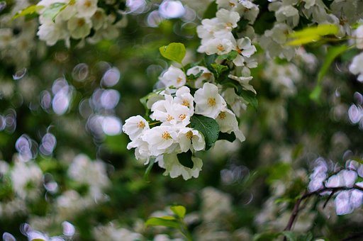 Flores, Fondo De La Flor