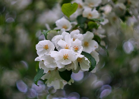 Flores, Flora, Árboles, Fondo De La Flor
