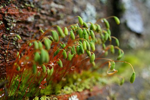Macro, Flora, Aldea, Musgo, Natura