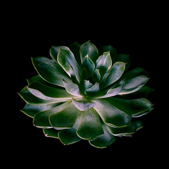 Free Plant Agave photo and picture