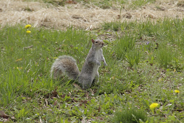 Free To Be Attentive Look photo and picture