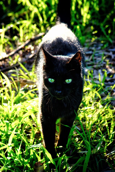 Cat Le Noir Vert - Photo gratuite sur Pixabay - Pixabay
