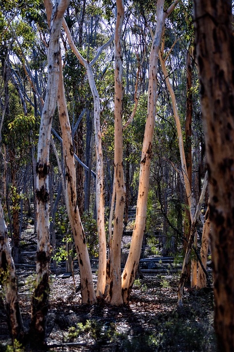 Dramndra Dryandra Powderbark Morgen - Kostenloses Foto auf Pixabay - Pixabay