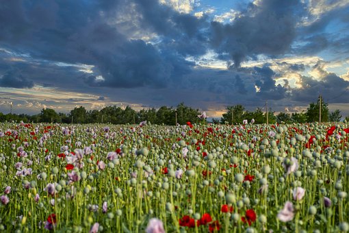 Natuur, Bloem Achtergrond, Mooie Bloemen