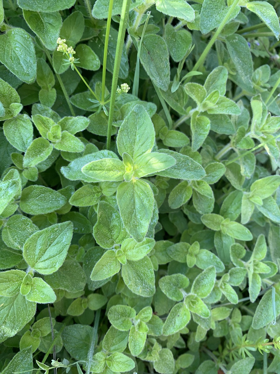 Oregano Herb Herbs Free photo on Pixabay Pixabay
