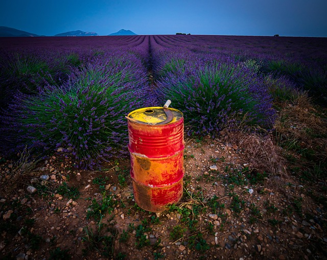 Free Lavender Field photo and picture