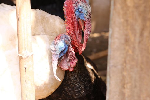 Free Animales Loro photo and picture