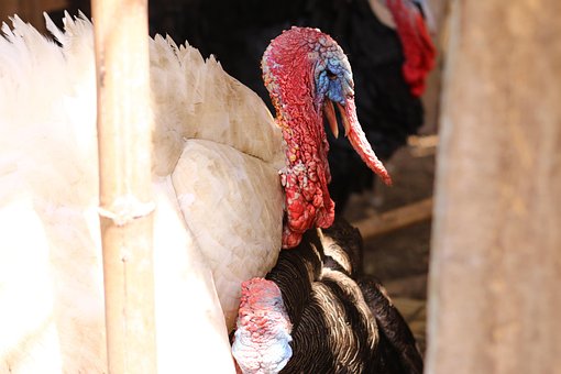Free Animales Loro photo and picture