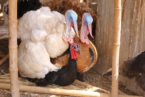 Free Pavos Animal photo and picture