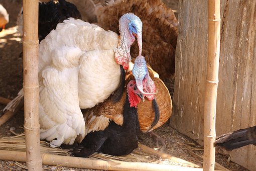 Free Pavos Animal photo and picture
