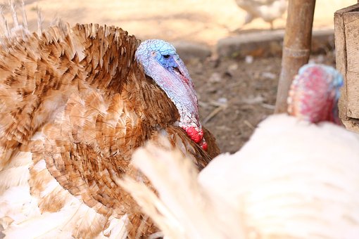 Free Pavos Animal photo and picture