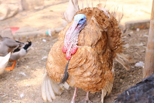 Free Pavos Nature photo and picture