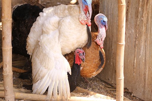 Free Turkey Birds photo and picture