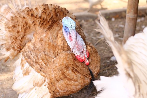 Free Turkey Bird photo and picture