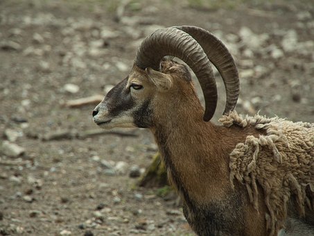 Free Billy Goat Desire photo and picture