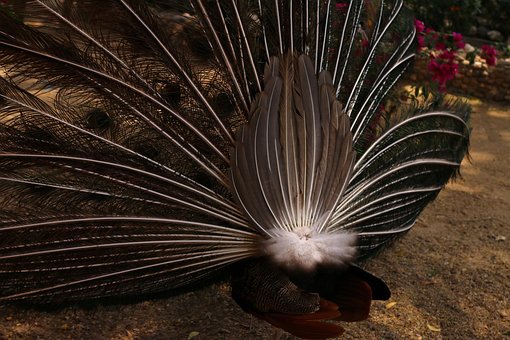 Free Pavos Animal photo and picture