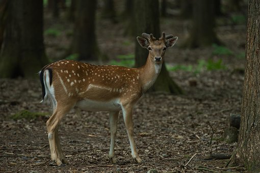 Free Deer Fawn photo and picture