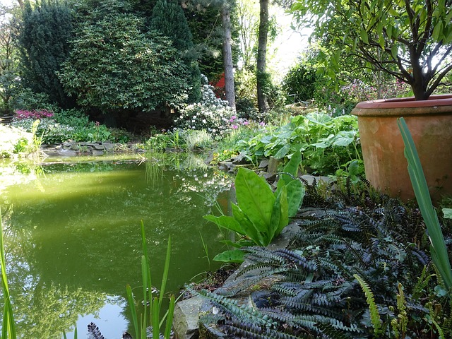 Free Garden Pond photo and picture