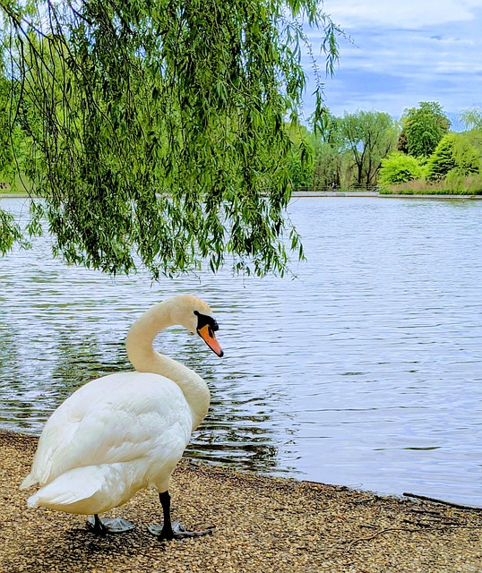 Free Swan Lake photo and picture