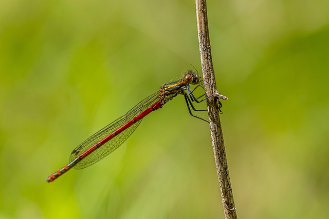 Large Red Damselfly, Pyrrhosoma Nymphula