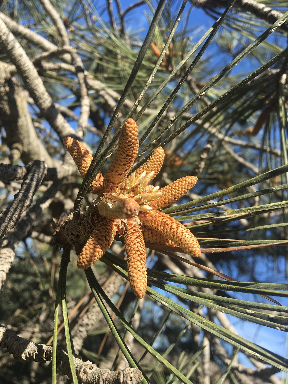 Pine Tree Evergreen Free photo on Pixabay Pixabay