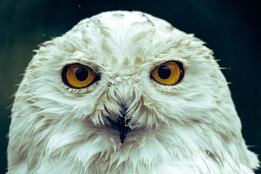 Free Harry Potter Owl photo and picture