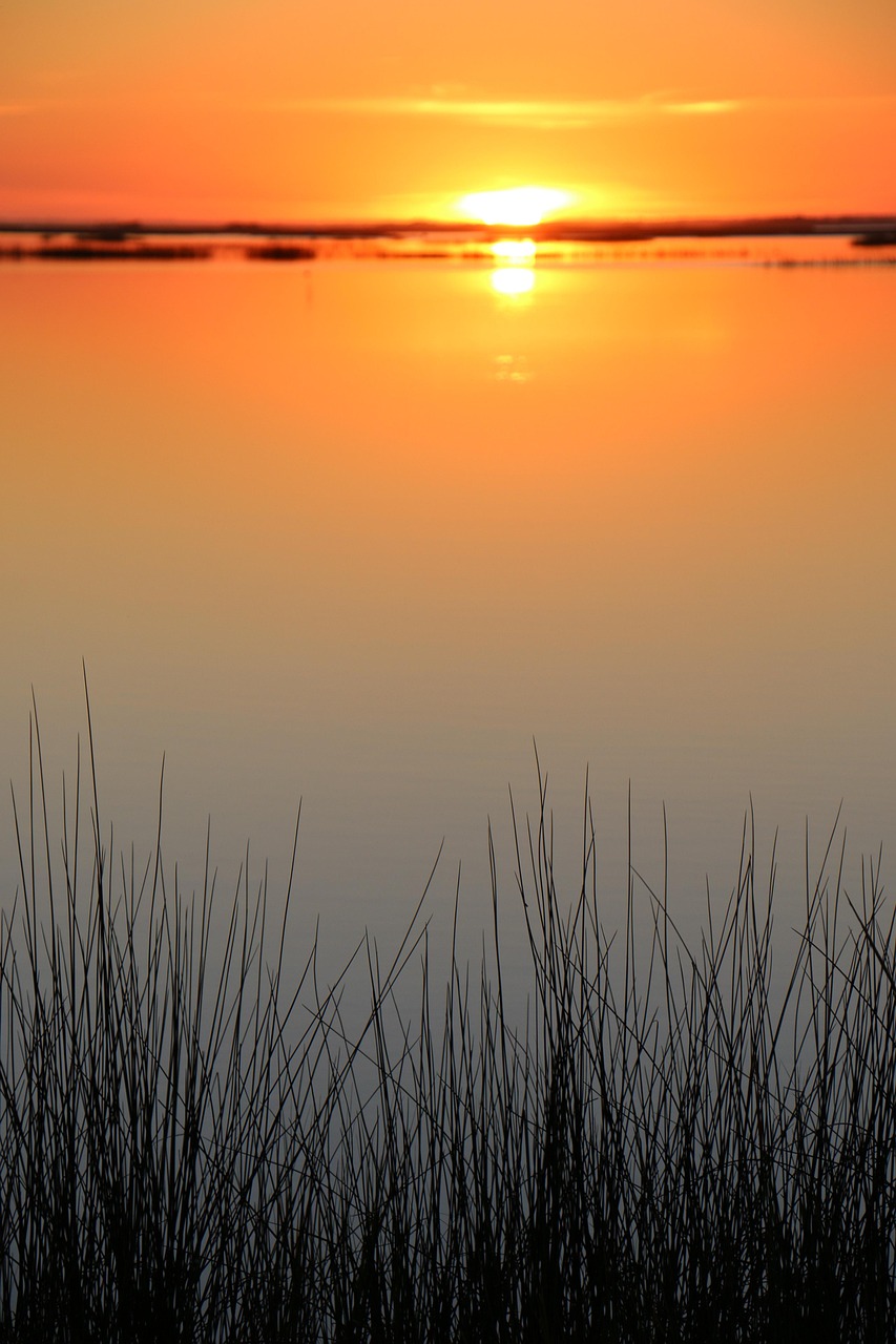 Sunset Sound Reeds Free photo on Pixabay Pixabay