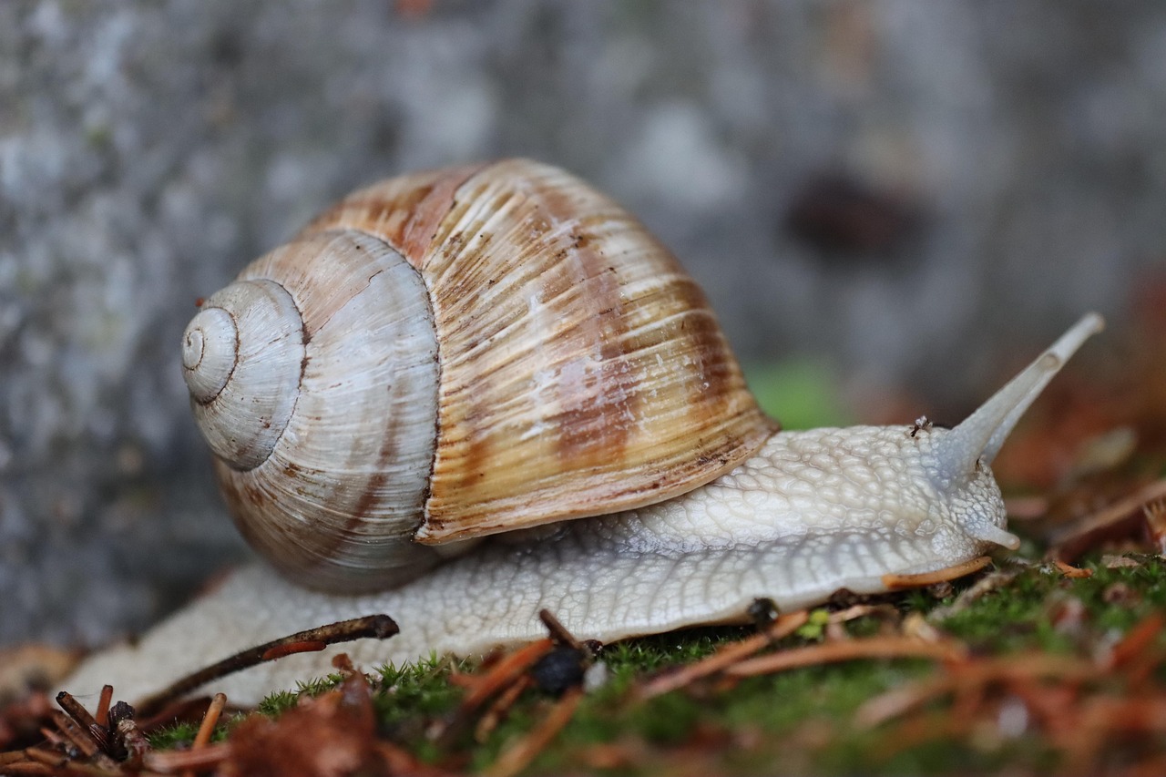 Snail House Sensor Free photo on Pixabay Pixabay