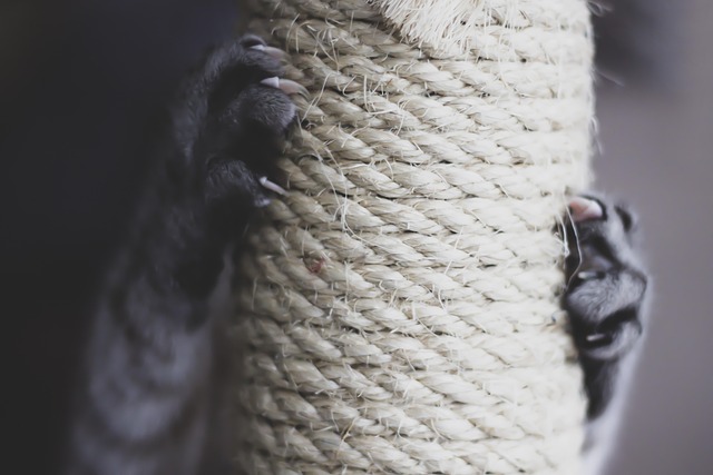 Free Nails Cat photo and picture