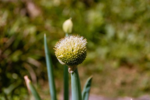 Free Chives Flower photo and picture
