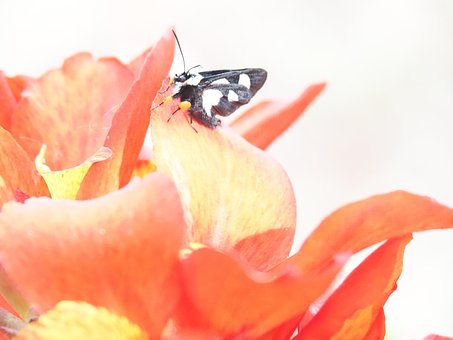 Free Night Butterfly Night photo and picture