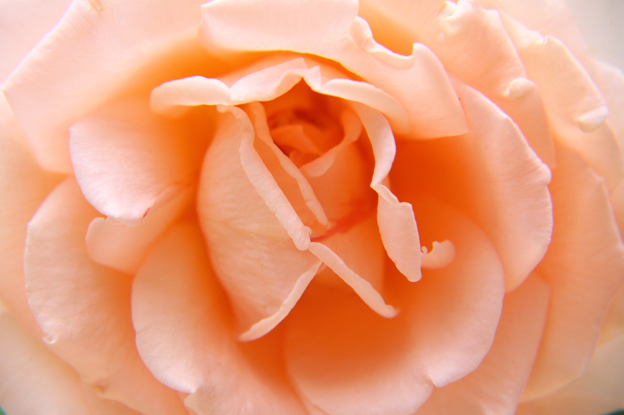 Rose Flower Love Free photo on Pixabay Pixabay