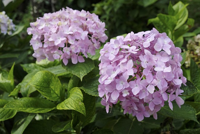 Free Hydrangea Flower photo and picture