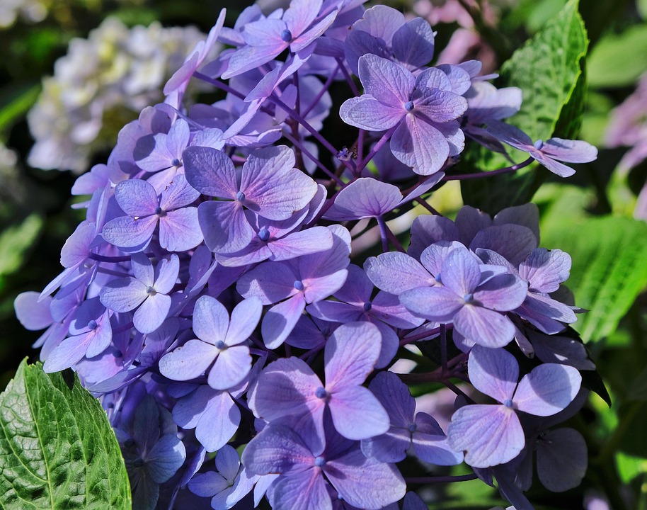 绣球花八仙花紫色 Pixabay上的免费照片