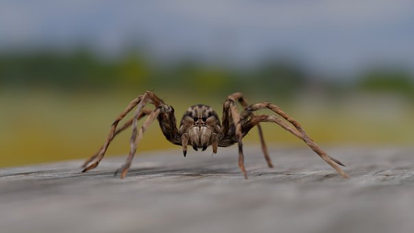 Free Spider Wolf Spider photo and picture
