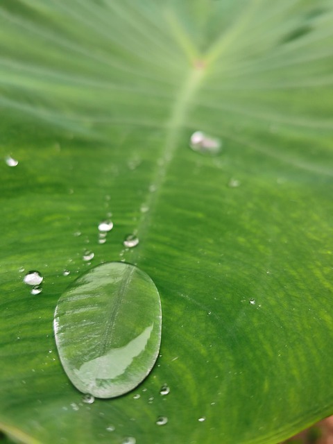 Hoja, Agua, Soltar, Verde, Naturaleza