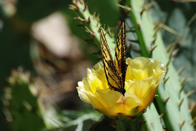 Free Flower Flower Wallpaper photo and picture