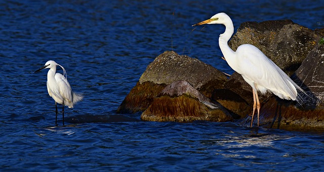 Free Bird Heron photo and picture