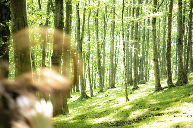 Grøn, Skov, Natur, Miljø, Træer, Jungle