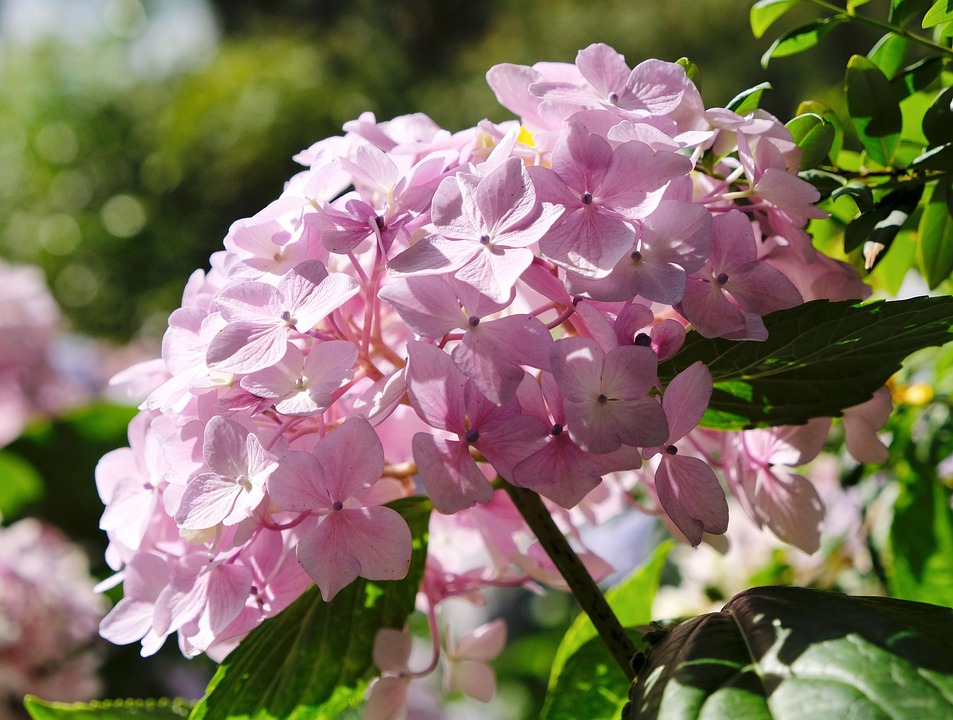 绣球花 八仙花 粉色 - Pixabay上的免费照片 - Pixabay