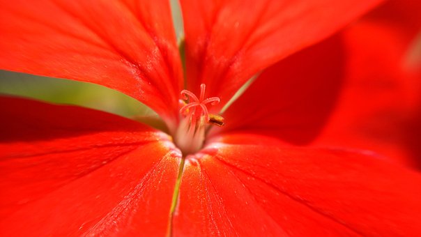 Naturale, Plante, Natura, Flori