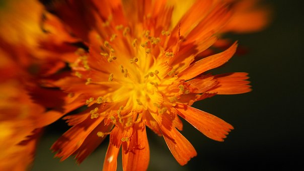 Naturale, Plante, Natura, Flori, Orange