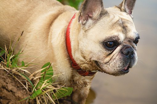 Hund, Fransk Bulldog, Natur, Bulldog
