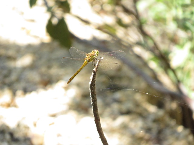 Free Dragon-Fly Nature photo and picture