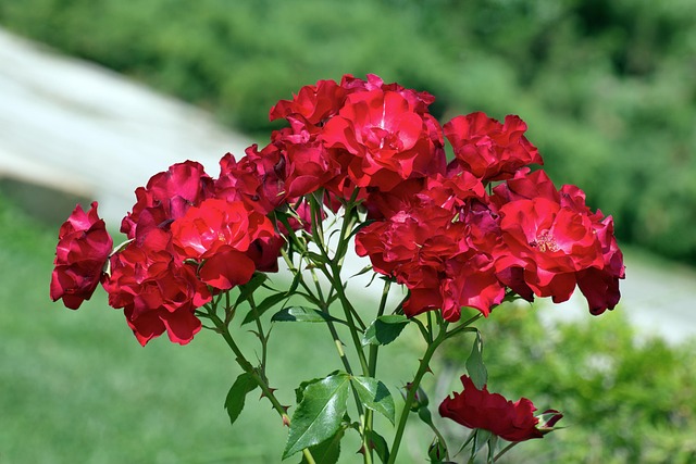 Pétales De Roses Rouges Fleurs Des Roses Pétales Rouges - Photo gratuite sur Pixabay - Pixabay