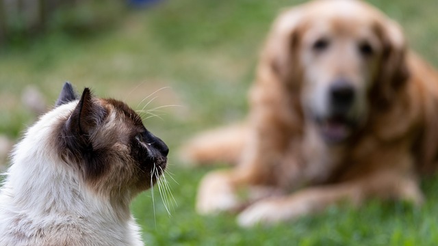 Kat, Hund, Kludedukke, Gylden, Siameser
