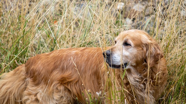 Hund, Gylden, Retriever, Eng, Felter